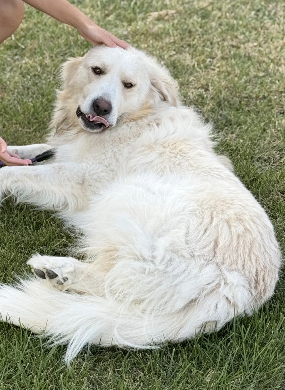Suki